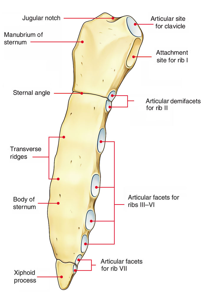 Parts of Sternum