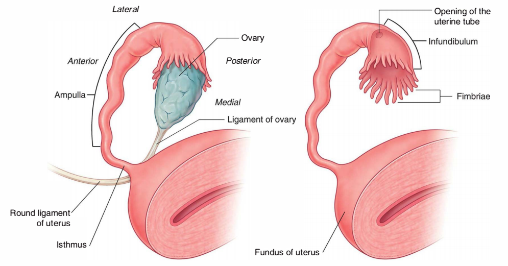 Parts of the Uterine Tubes