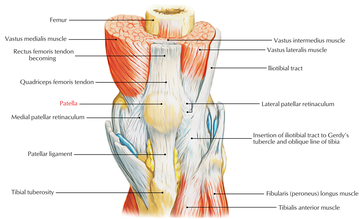 Patella