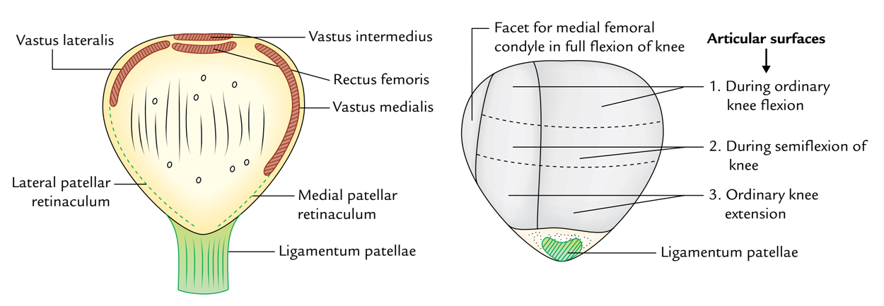 Patella: Features and Attachments