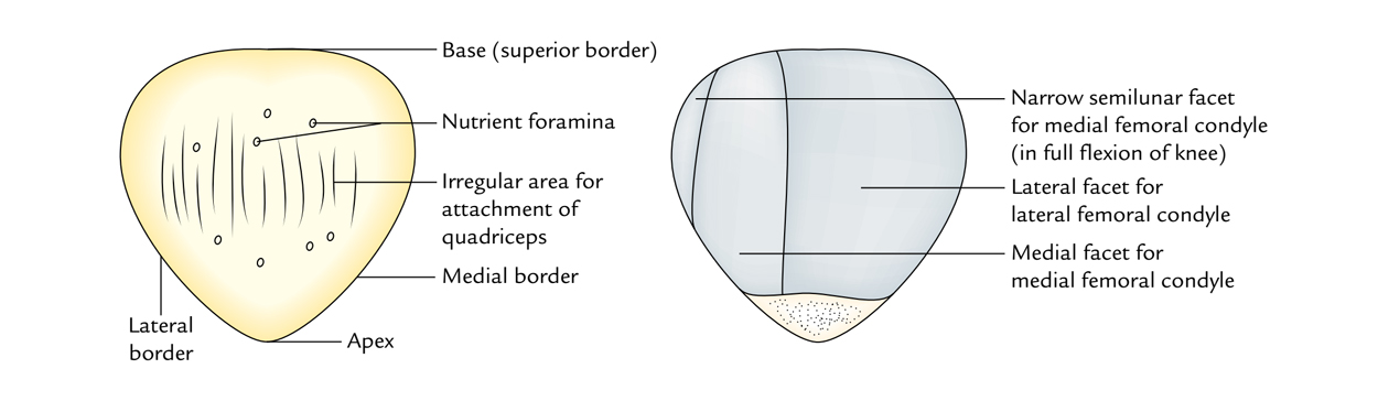 Patella: Borders