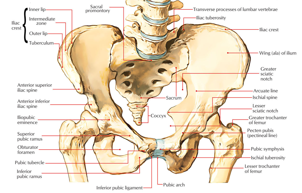 Pelvic Girdle – Coxal Bones Anatomy – Earth's Lab