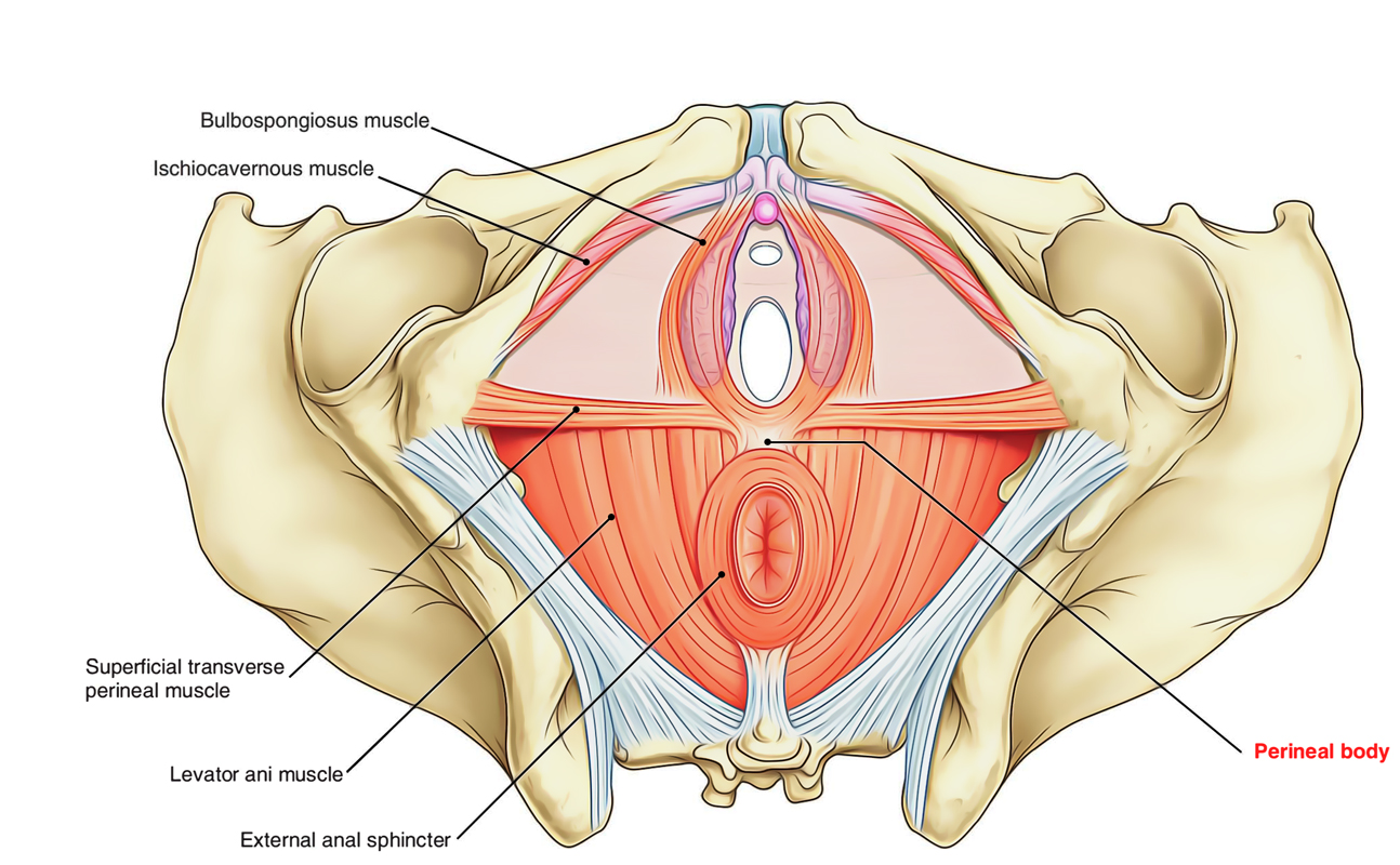 Perineum: Perineal Body