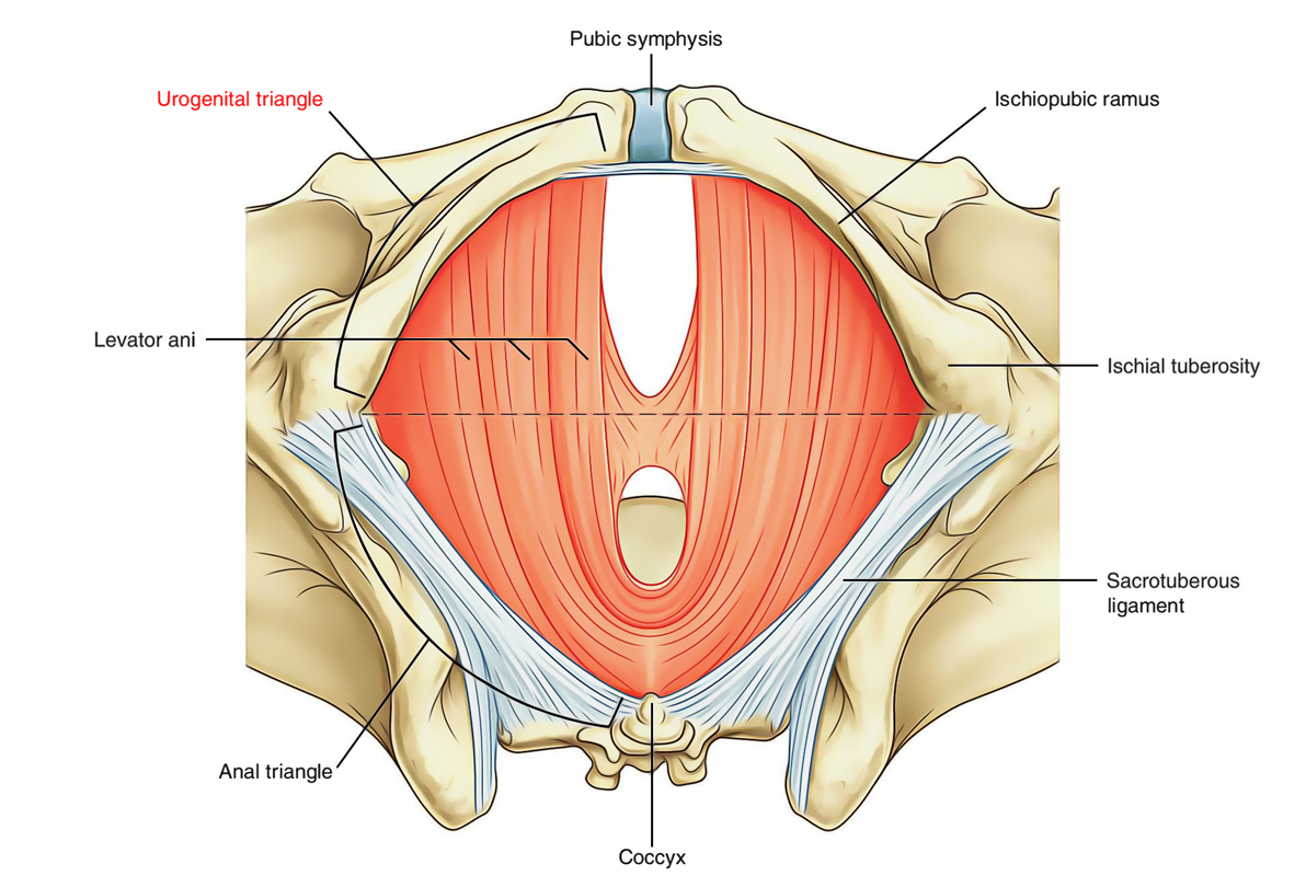 Perineum: Urogenital Triangle