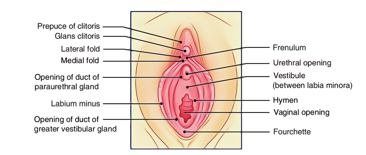 Perineum: Vagina