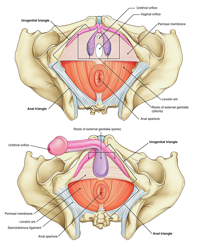 Perineum