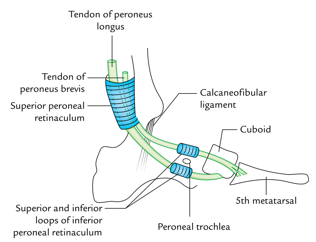 Peroneal Retinaculum