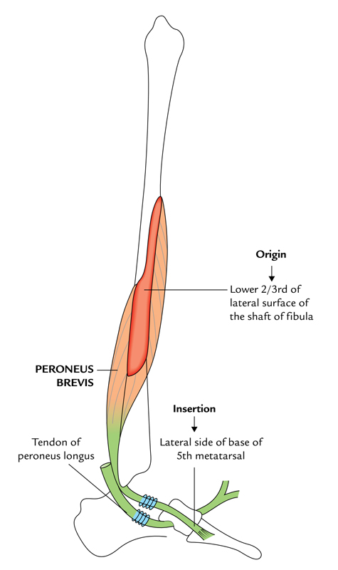 Peroneus Brevis