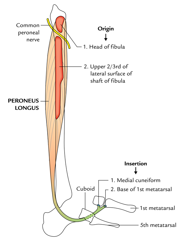 Peroneus Longus