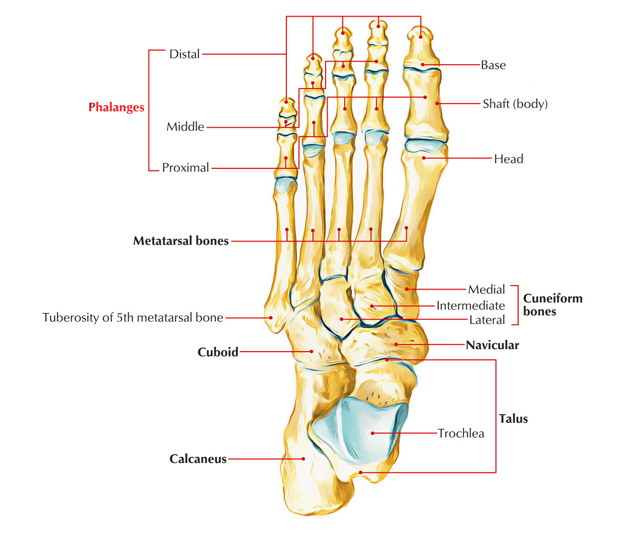 Skeleton of the Foot: Phalangeal Bones