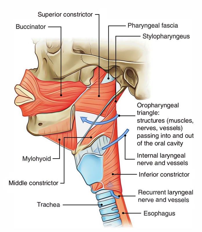 Pharynx: Muscles