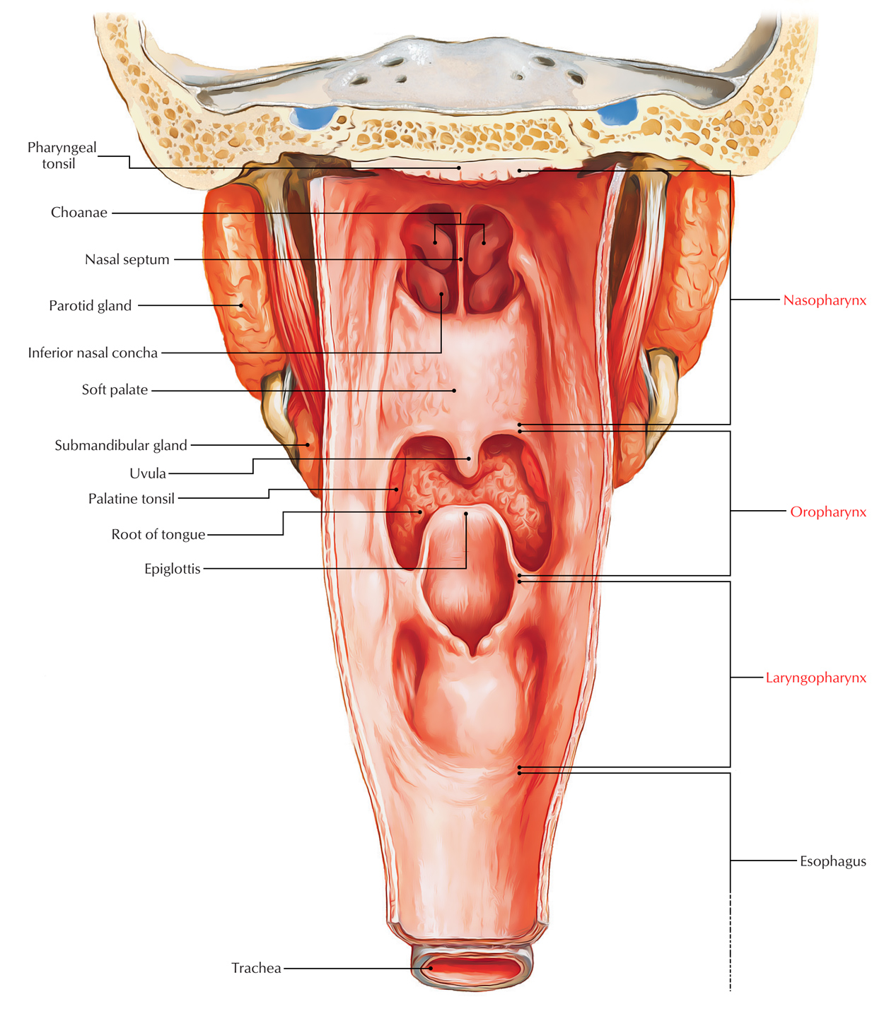Digestive System: Pharynx