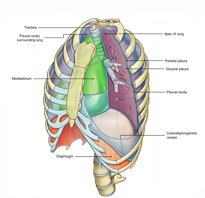 Visceral Pleura Function