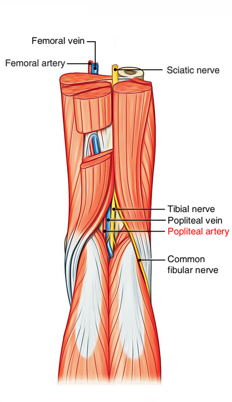 Popliteal Artery