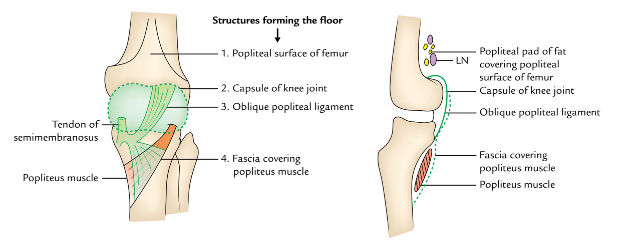 Popliteal Fossa: Borders