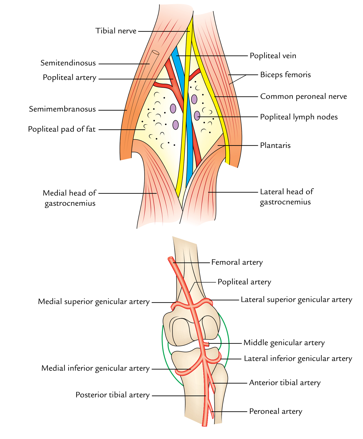 Popliteal Fossa: Content