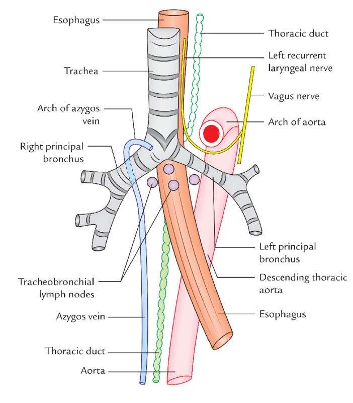 Posterior Mediastinum: Contents