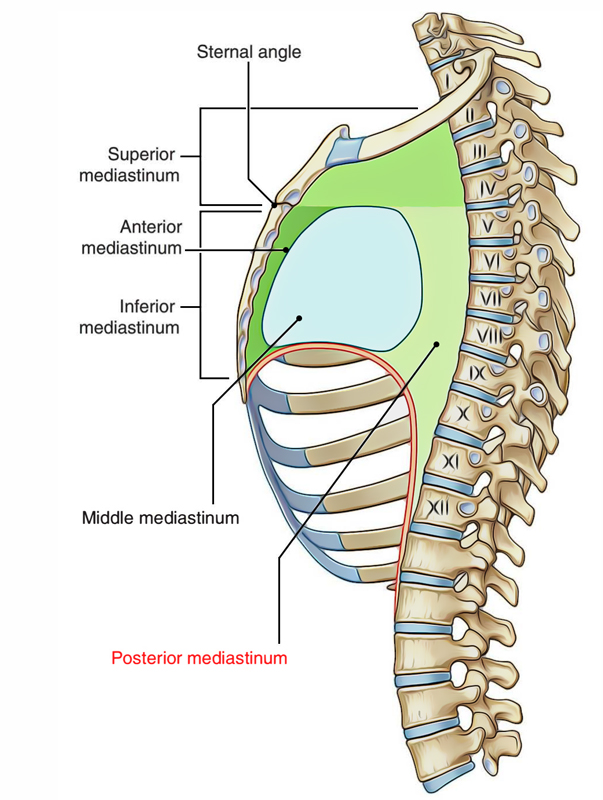 Posterior Mediastinum