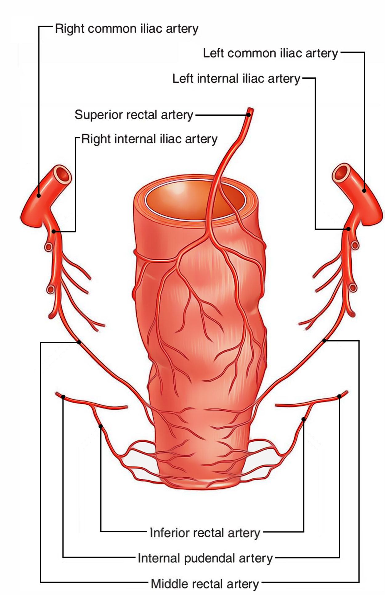 Rectum: Arterial Supply