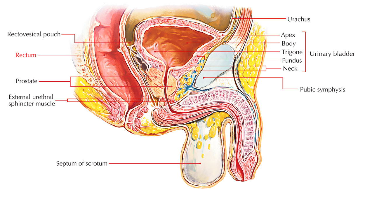 Rectum: Location