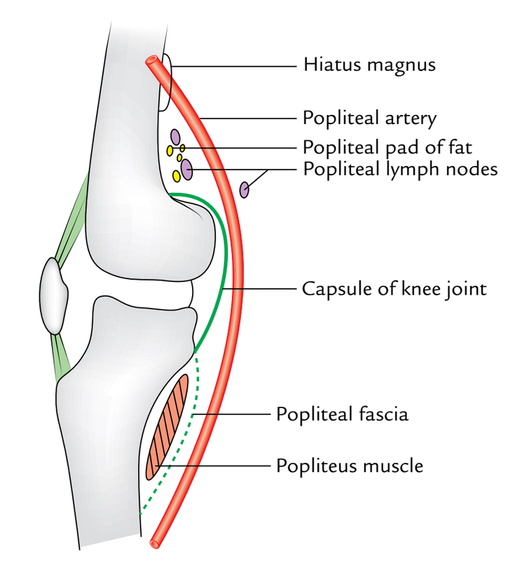 Popliteal Artery: Relations