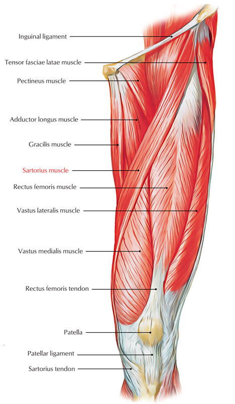 Sartorius Muscle