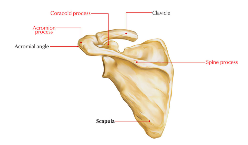 Scapula processes