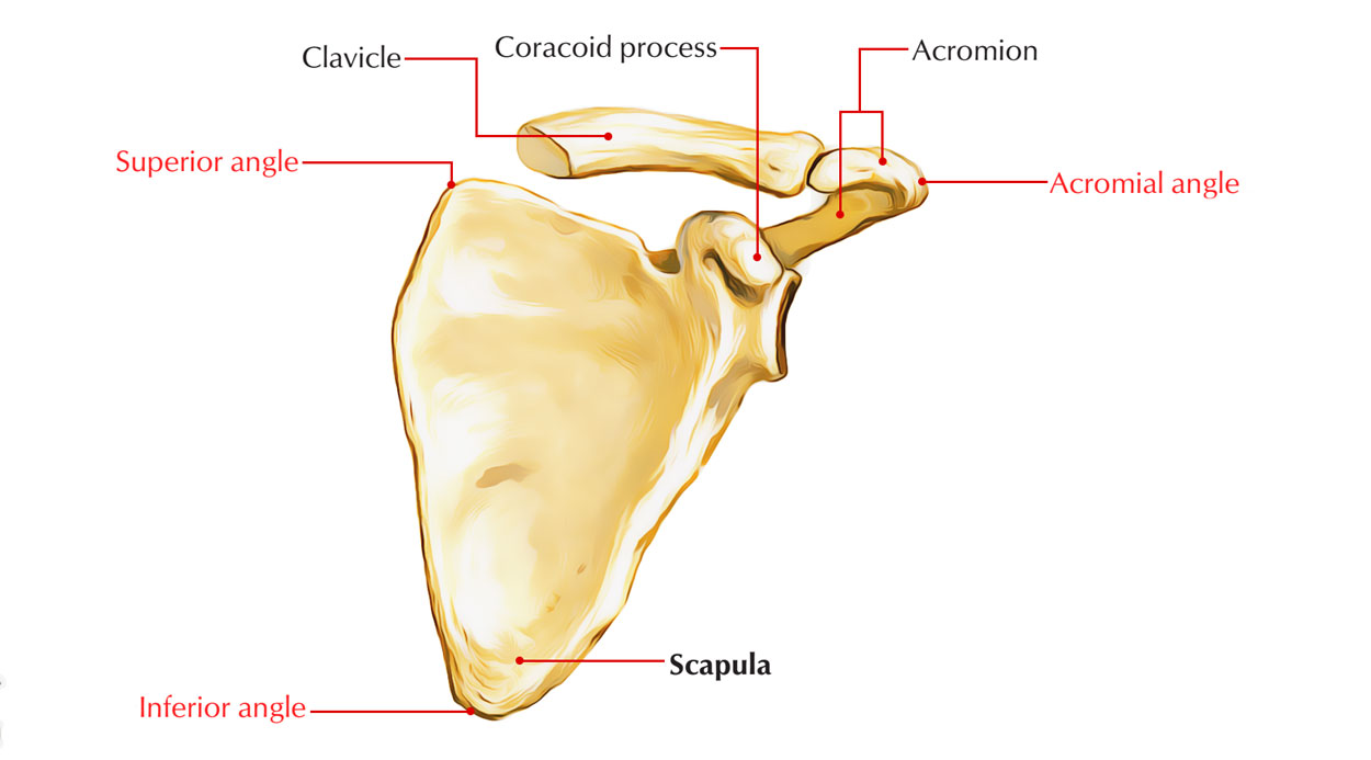 Scapula angles 