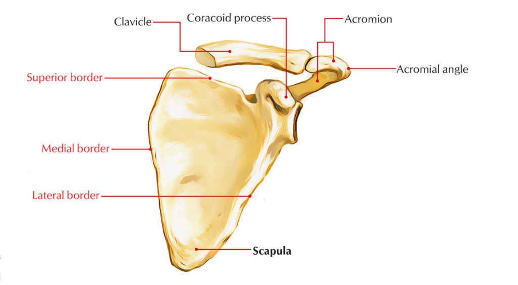 Scapula (Shoulder Blade) Anatomy Earth's Lab