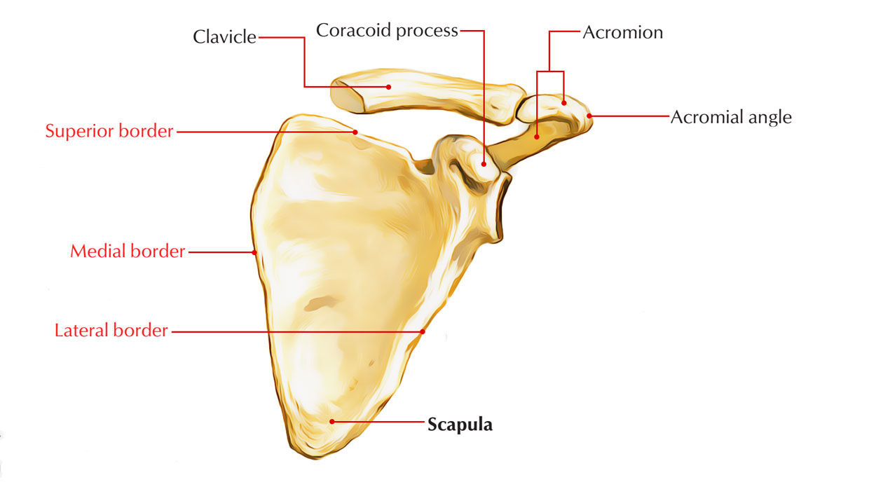 Scapula Borders