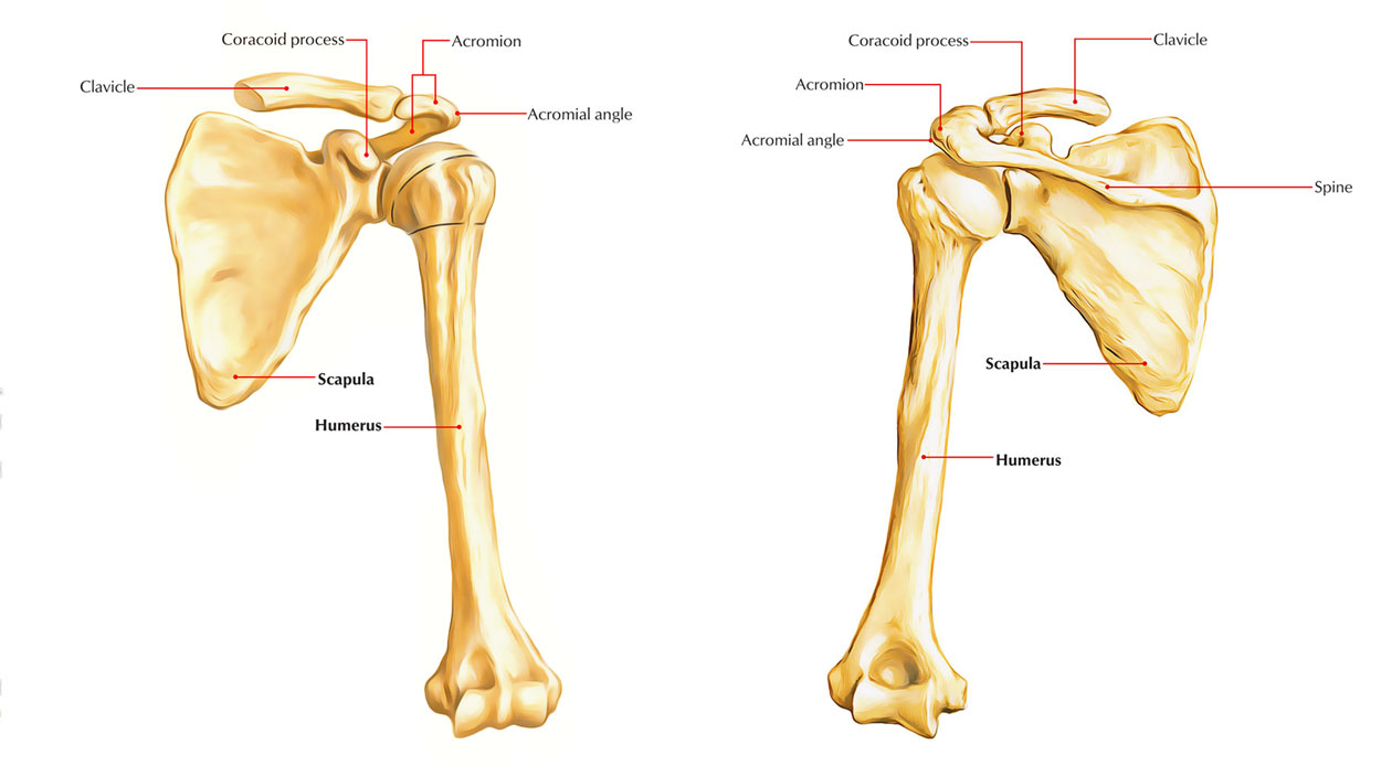 Bones of Upper Limb: Scapula