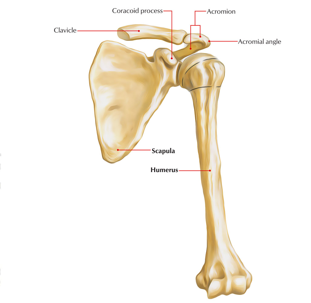 Easy Notes On 【Scapula】Learn in Just 4 Minutes! – Earth's Lab