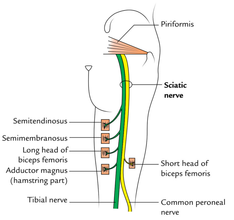 Sciatic Nerve Earths Lab