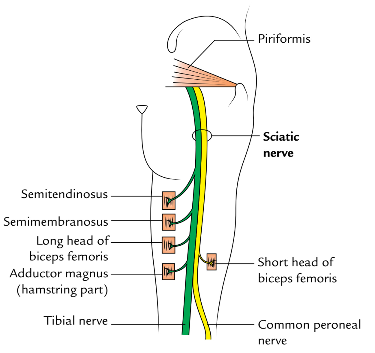 Sciatic nerve: Origin, course and branches