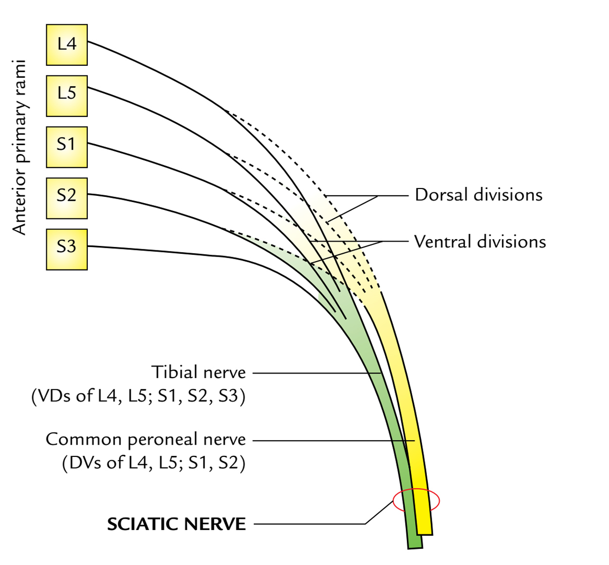 Sciatic Nerve: Course