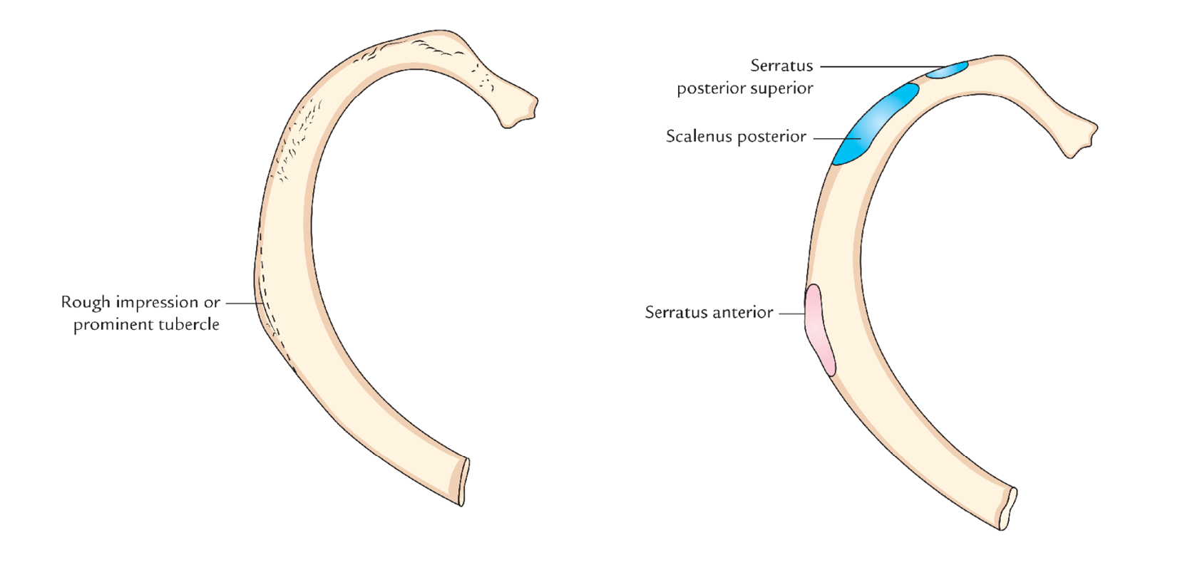 Ribs: Second Rib