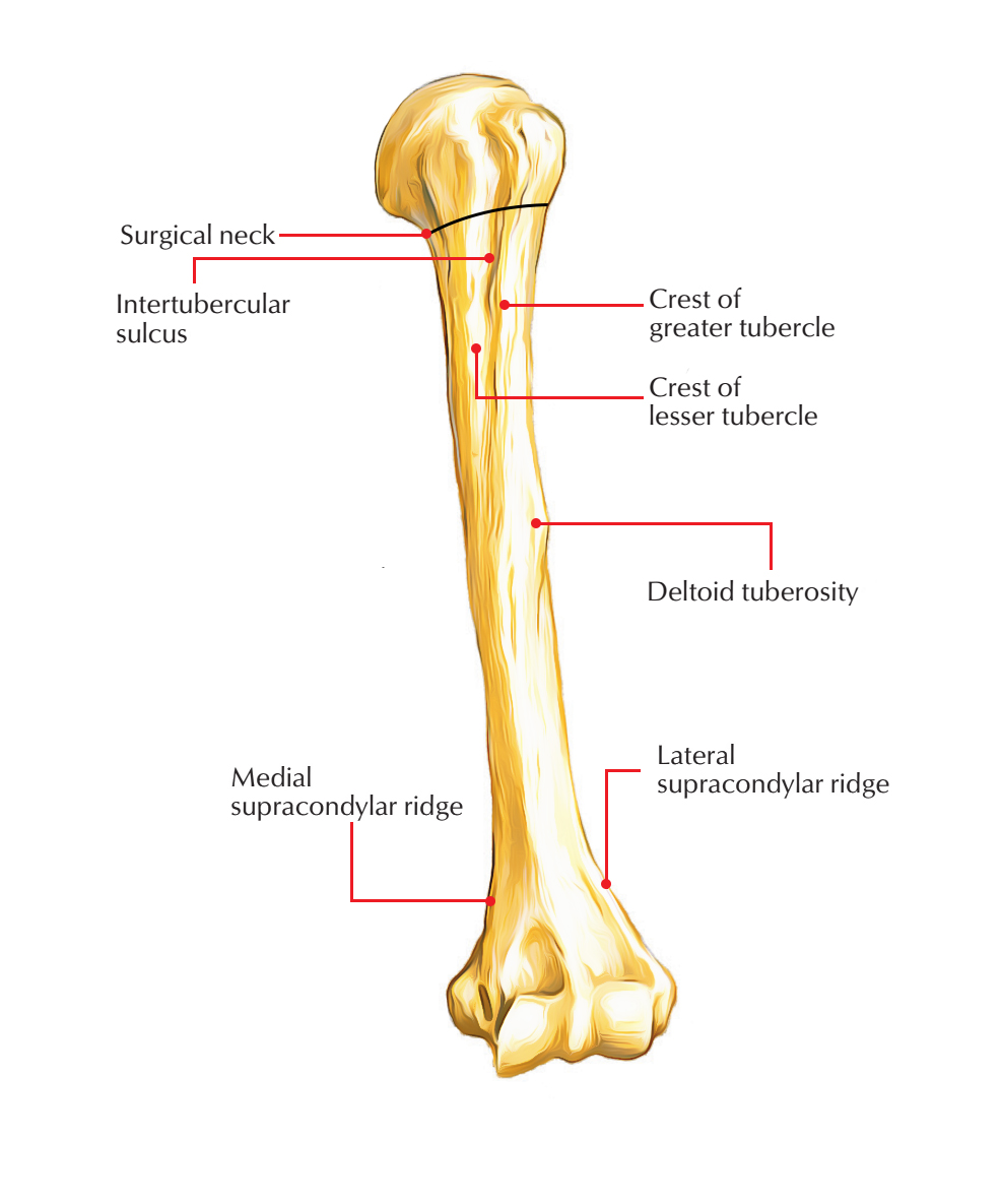 Shaft of Humerus