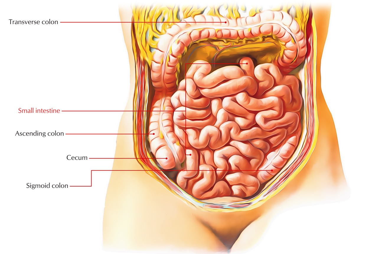 Digestive System: Small Intestine