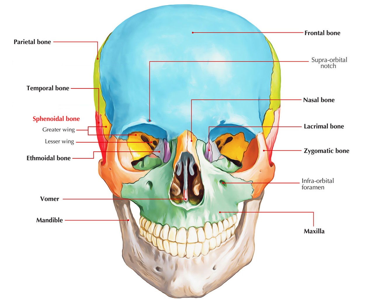 Sphenoid Bone