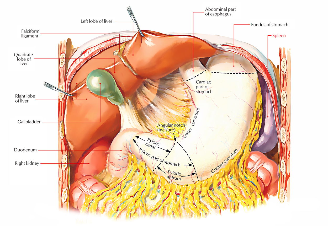 Spleen: Location