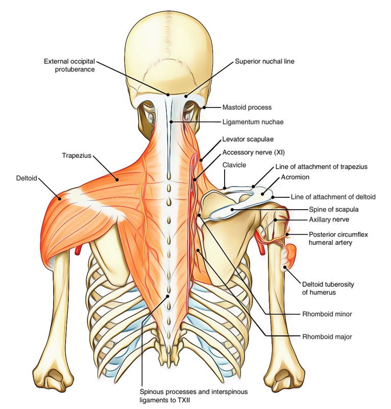 Structures Under Deltoid