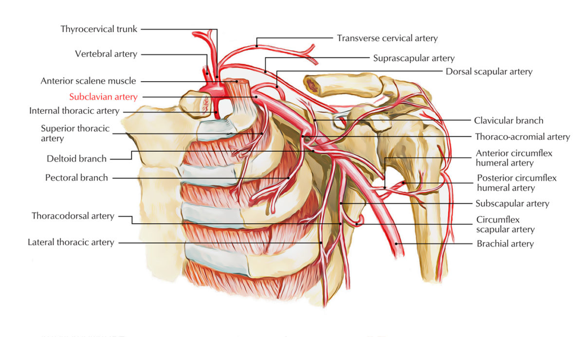 Subclavian Arteries Earth S Lab