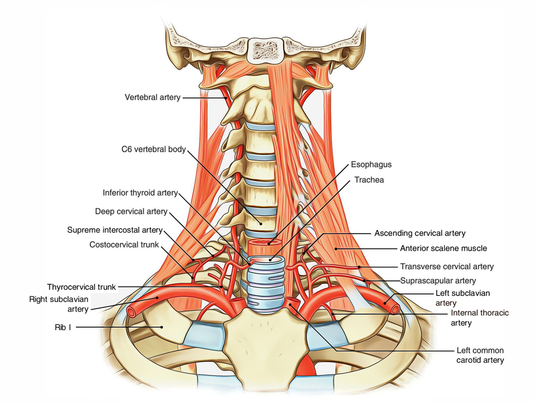 Subclavian Artery: Origin