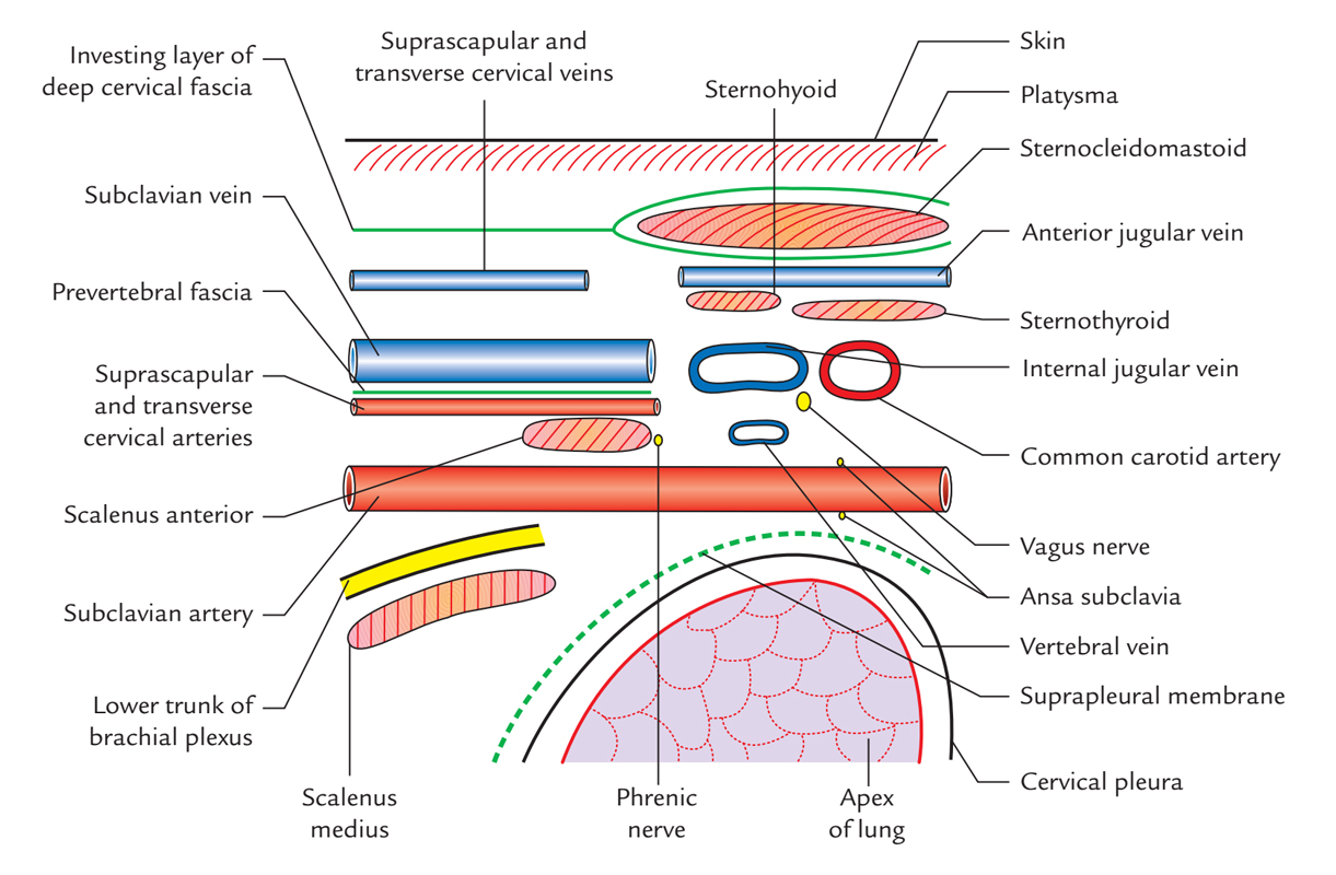 Subclavian Artery: Connections