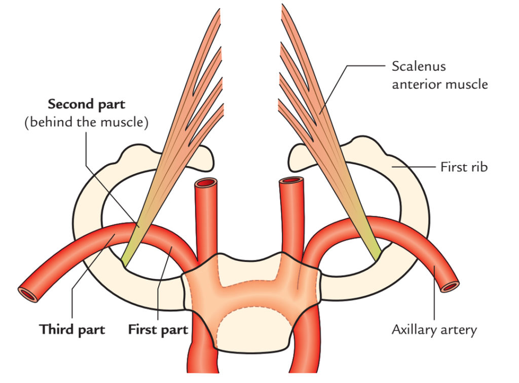 course of subclavian artery