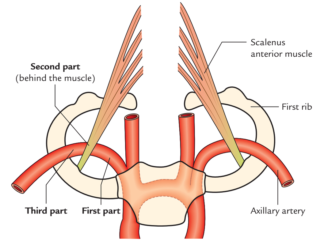 Subclavian Arteries: Course