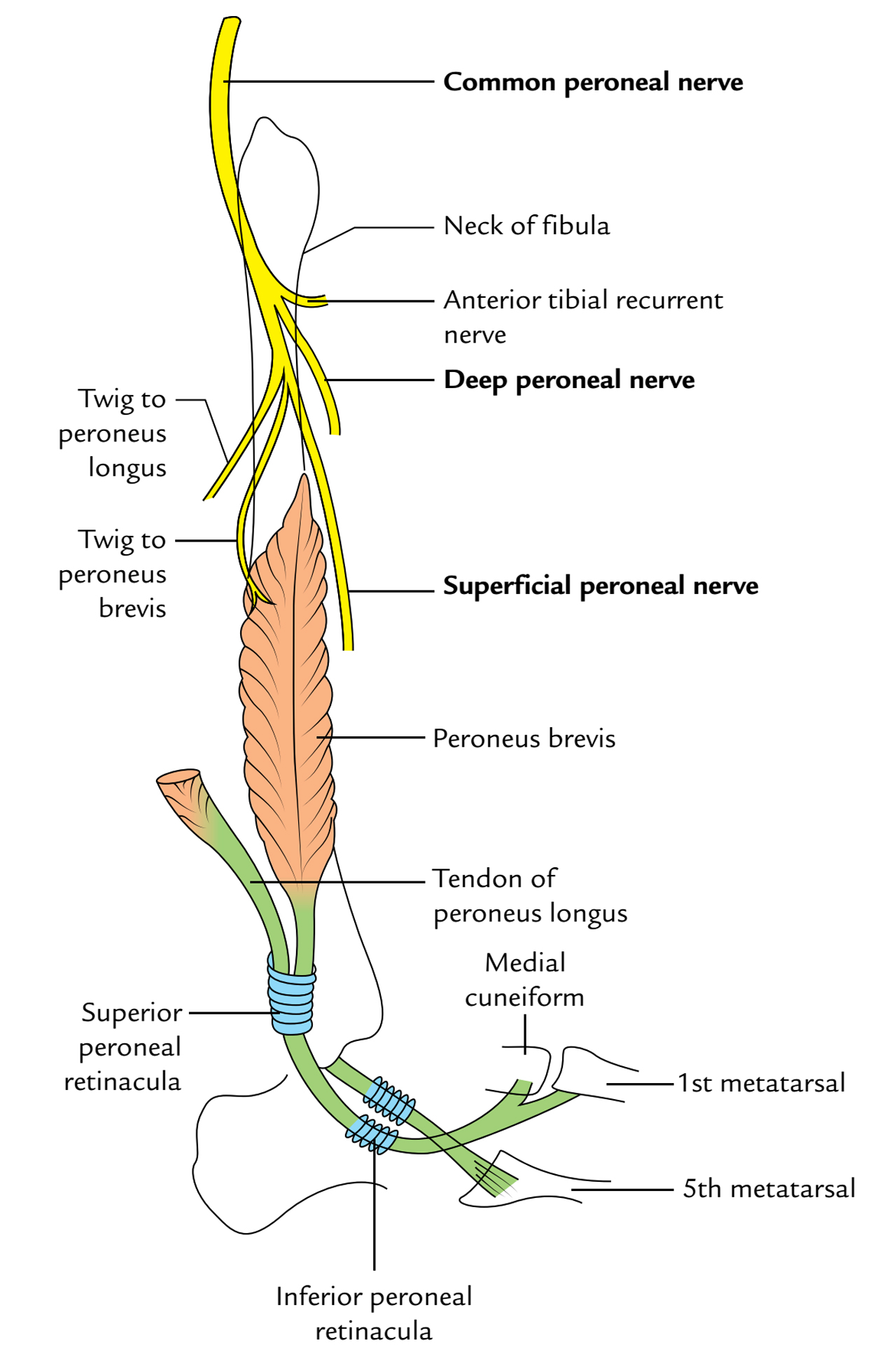 Superficial Peroneal Nerve: Course and Relation