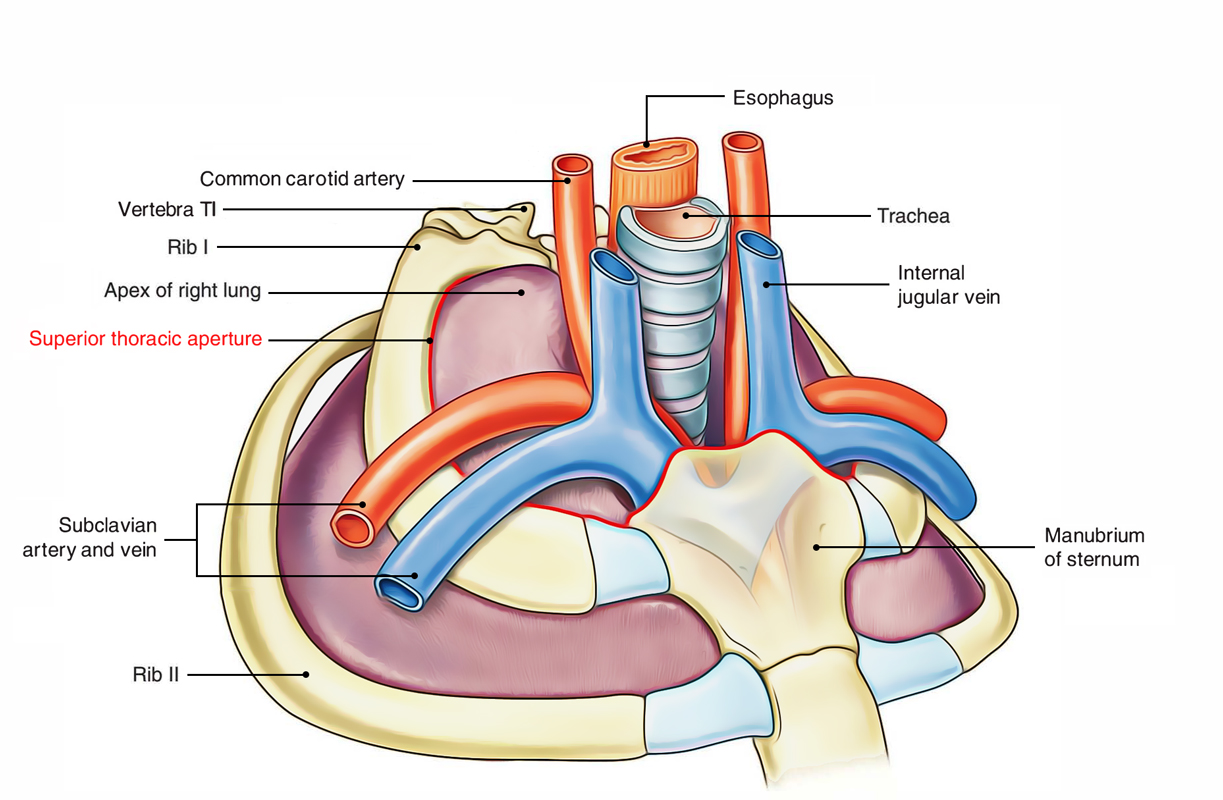 Superior Thoracic Aperture