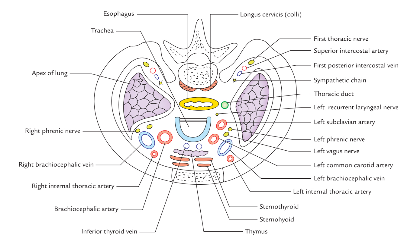 Superior Thoracic Aperture: Structure