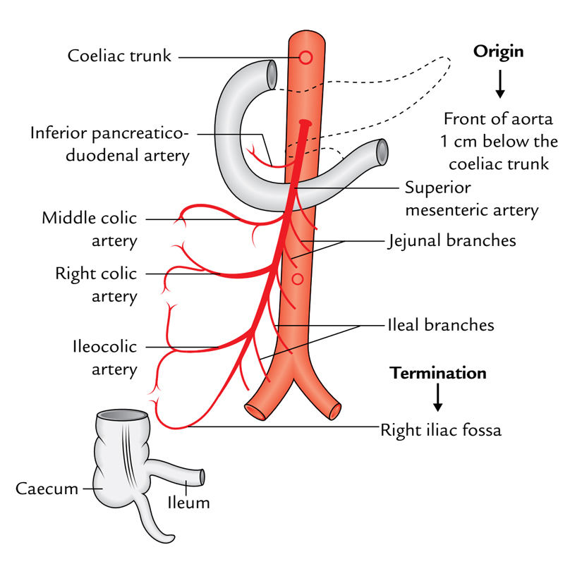 Superior Mesenteric Artery: Course